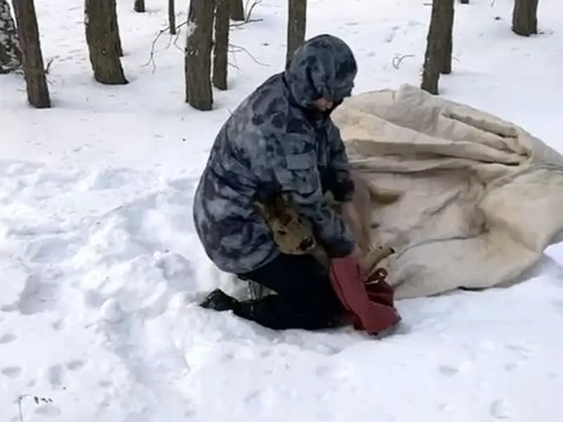 Охотоведы Дирекции биоресурсов спасли косулю, забредшую на стройплощадку