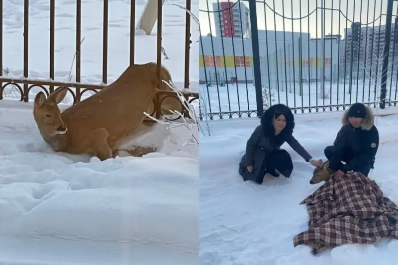 Косулю, застрявшую в заборе, спасли в Якутске