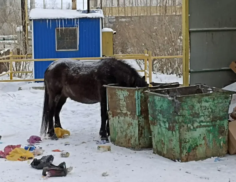 Безнадзорные лошади продолжают объедаться у мусорных баков в Якутске