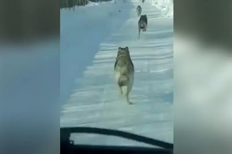 Проводится административное расследование по факту публикации видео убийства волков автомашиной