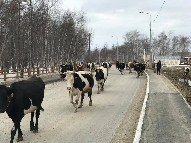 Хангаласские аграрии перебираются на летние пастбища – сайылыки