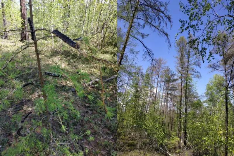 В Якутии примут меры по борьбе с шелкопрядом