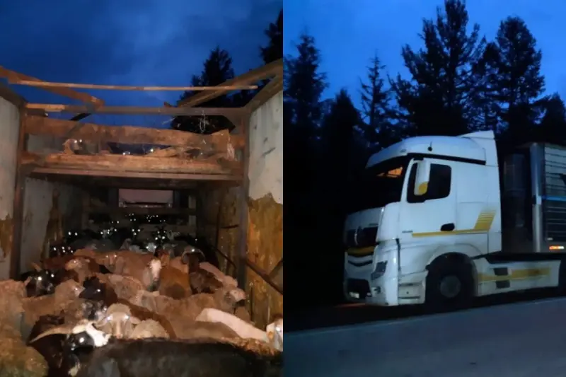 Ввоз трёхсот баранов без ветеринарных документов пресекли в Якутии