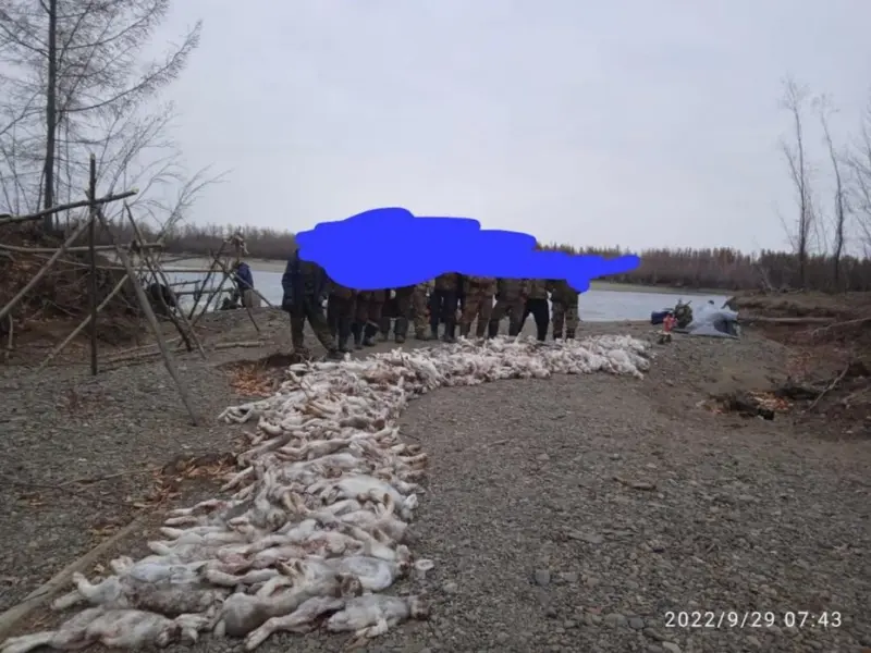 Проверку случаев чрезмерной добычи зайца беляка проводит Минэкологии Якутии