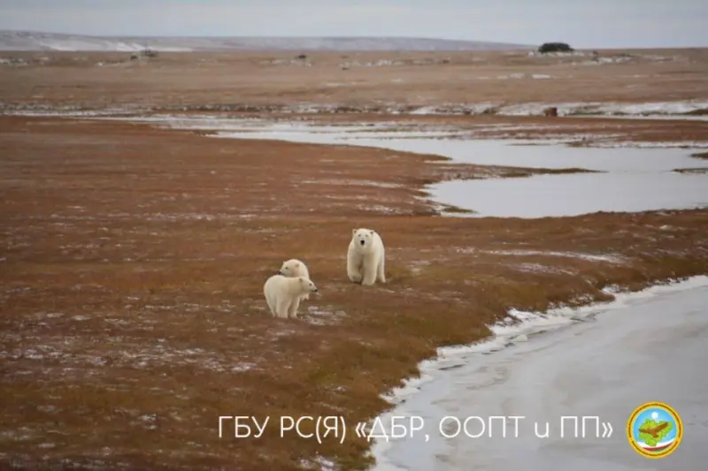 К осеннему мониторингу белого медведя приступили госинспекторы Дирекции биологических ресурсов