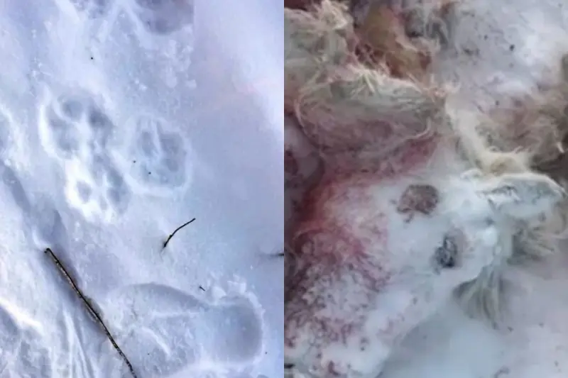 Двух лошадей в Усть-Алданском районе задрали волки