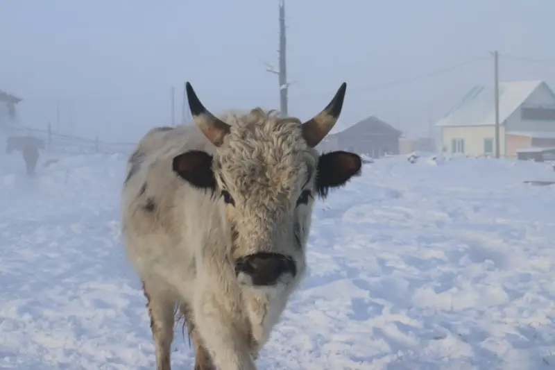На 204 головы добилось увеличение поголовья якутской коровы предприятие «Якутский скот»