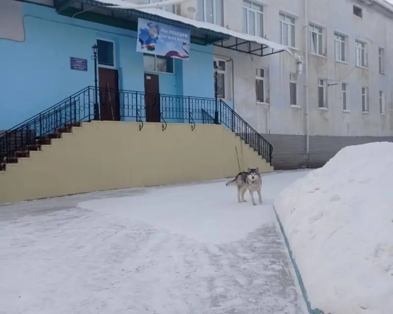 46 собак отловили за прошлую неделю в Якутске