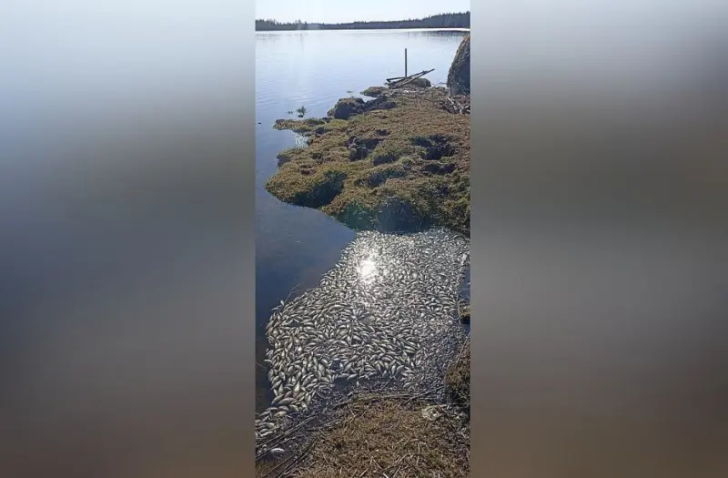 По случаю массовой гибели рыб на озере Хампах отобраны пробы воды