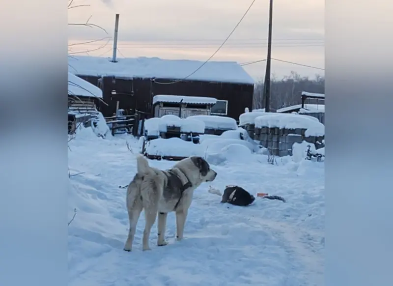 Штраф за отсутствие намордника и поводка в Якутии составит от 1000 до 3000 рублей