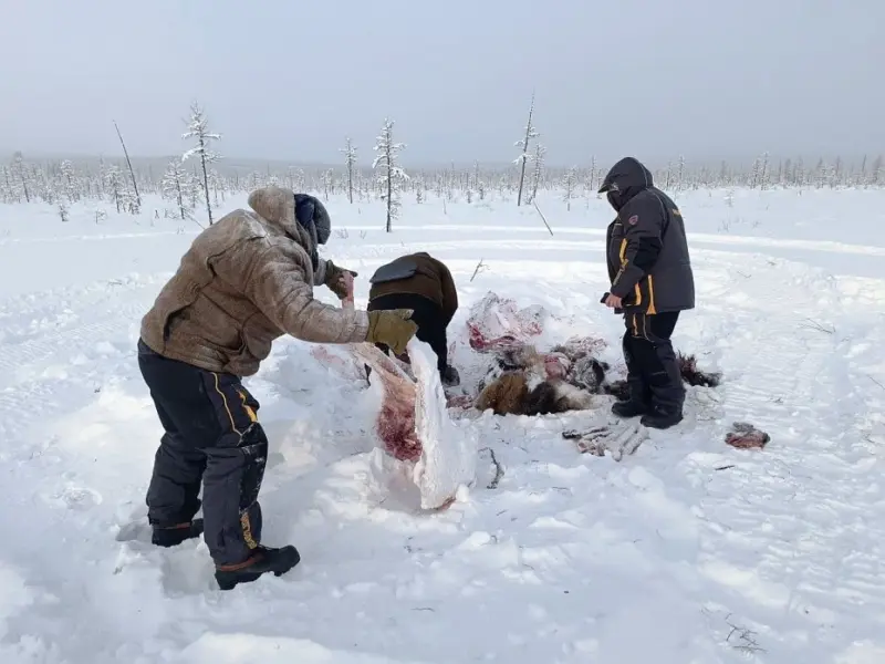 Инспекторы эконадзора установили подозреваемых в незаконной охоте на лося в Нерюнгринском районе