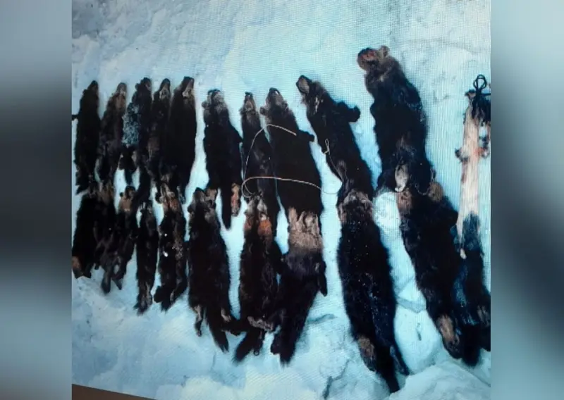Браконьера, незаконно добывшего 32 соболя, выявила полиция в Олекминском районе