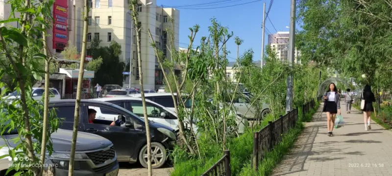 В мэрии Якутска пояснили, как получить разрешение на вырубку зеленых насаждений