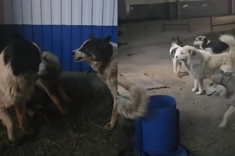 Жители Чульмана не отпускают детей в школу, по ночам слышны выстрелы