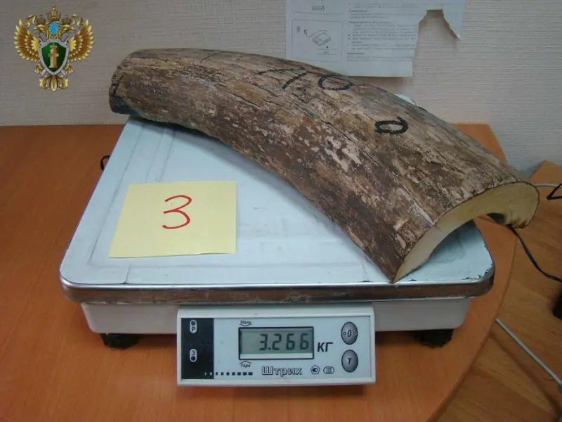 16 тонн бивня из Якутии вывезли контрабандисты с Дальнего Востока