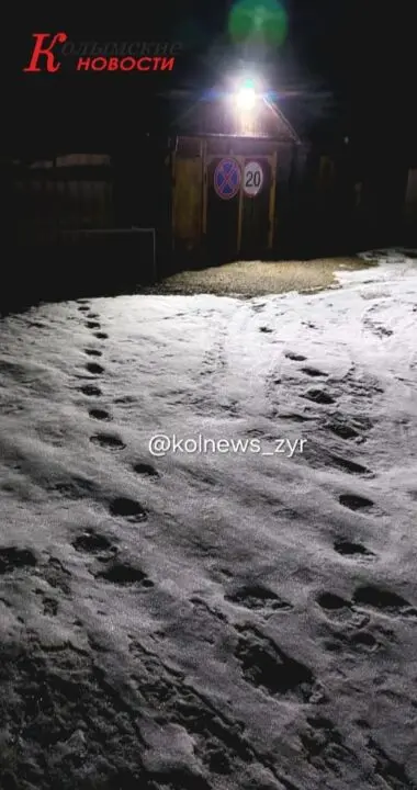В Зырянке медведь аномально рано вышел из зимней спячки