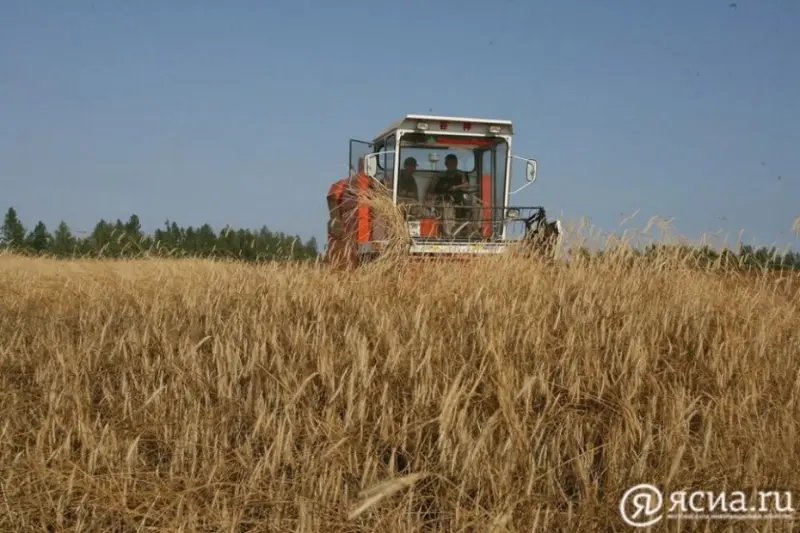 Якутия бьет рекорды по урожаю овса и ячменя
