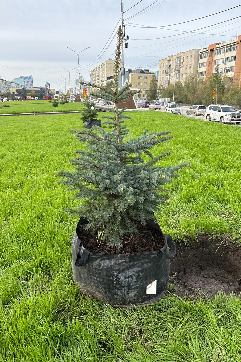 О голубых елях и их врагах рассказали озеленители Якутска