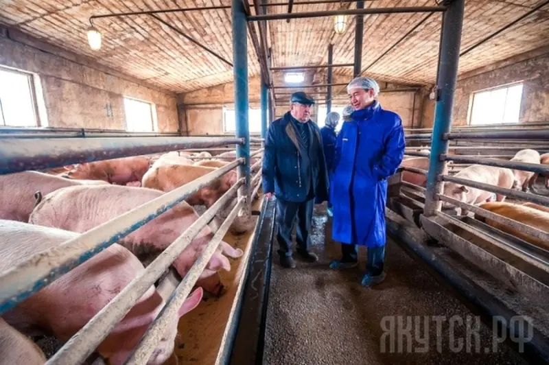 Как якутские чиновники хотели поставлять свинину в Китай, а в итоге она пропала в Якутске