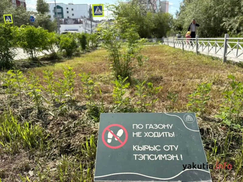 В Якутске введут стандарты озеленения с перечнем разрешенных пород деревьев
