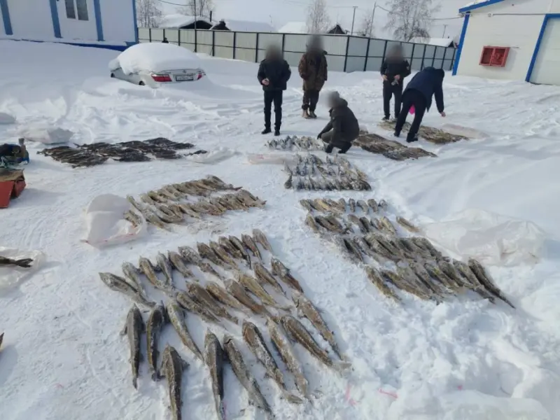 Житель Нижнеколымского района выловил 245 краснокнижных осетров