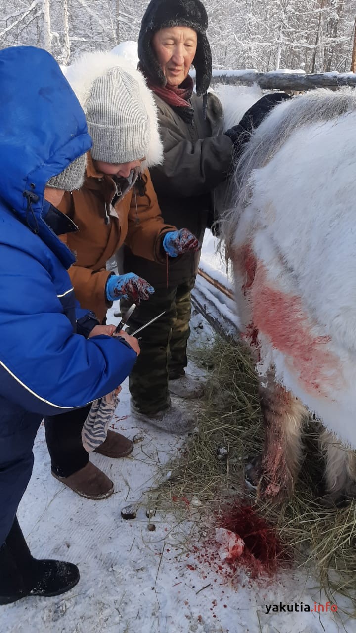 Убегая от жеребца вспорола брюхо: В Вилюйске, ветеринары прооперировали  раненную лошадь | 20.02.2024 | Якутск - БезФормата