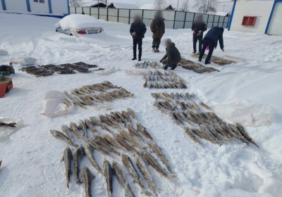 Житель Нижнеколымского района выловил 245 краснокнижных осетров