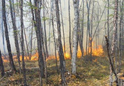 Чрезвычайно высокая пожарная опасность леса  ожидается в окрестностях Якутска