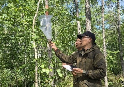 Численность шелкопряда в Якутии заметно снизилась