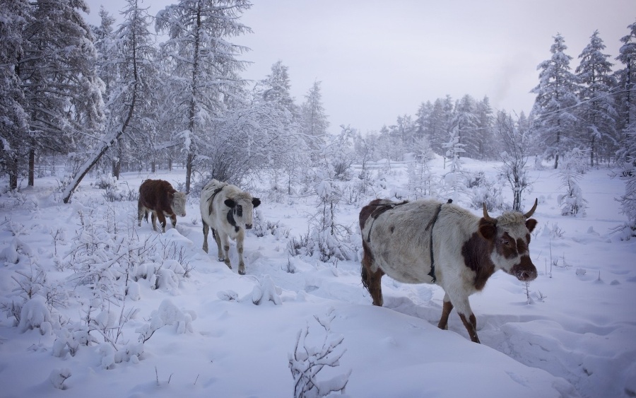 В рождество у якутского фермера украли и забили корову
