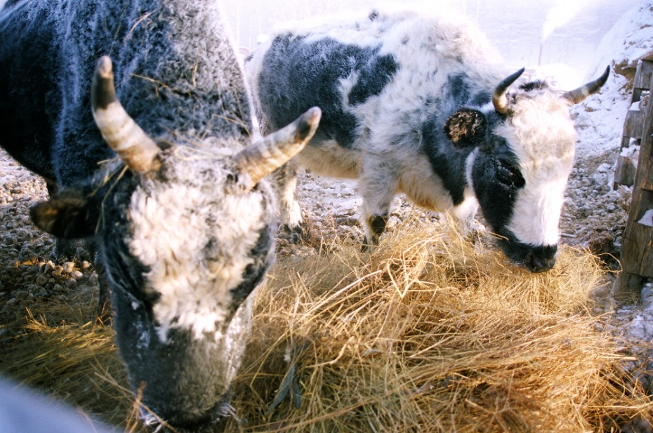 16 коров пали у “Начинающего фермера” в Горном улусе