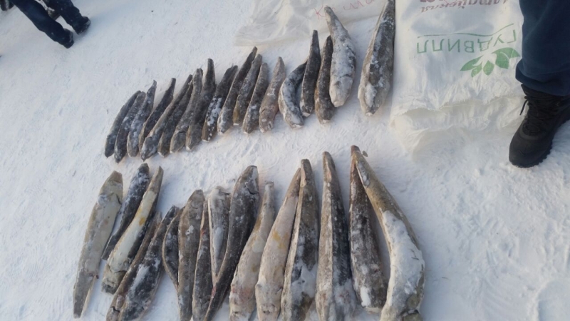 В Якутии активно пресекают незаконную добычу рыбы