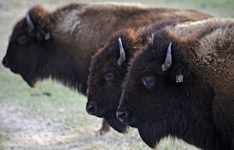 30 лесных бизонов выпустят на волю в Якутии