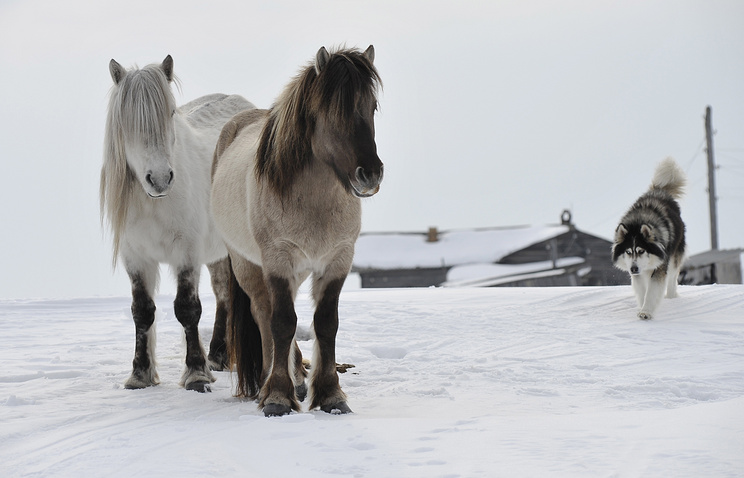 Якутские лошади размножаются на Ямале