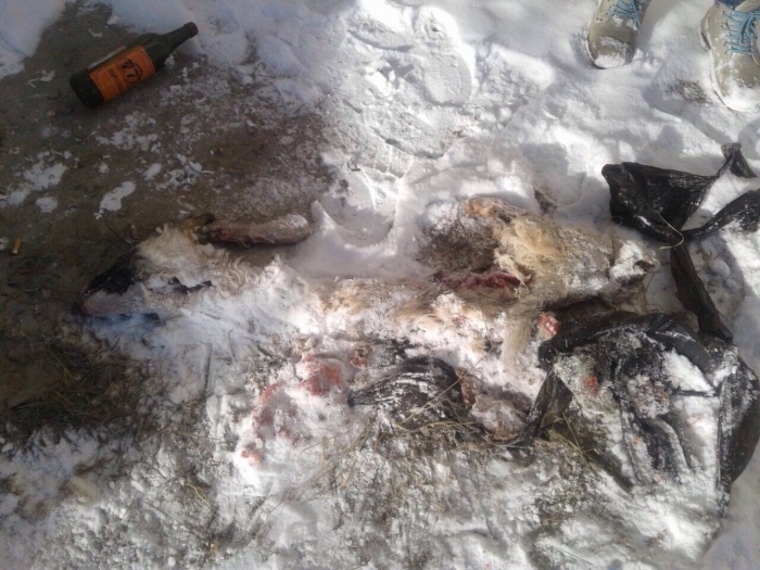 Установлены лица выбросившие останки собак на территории школы Якутска