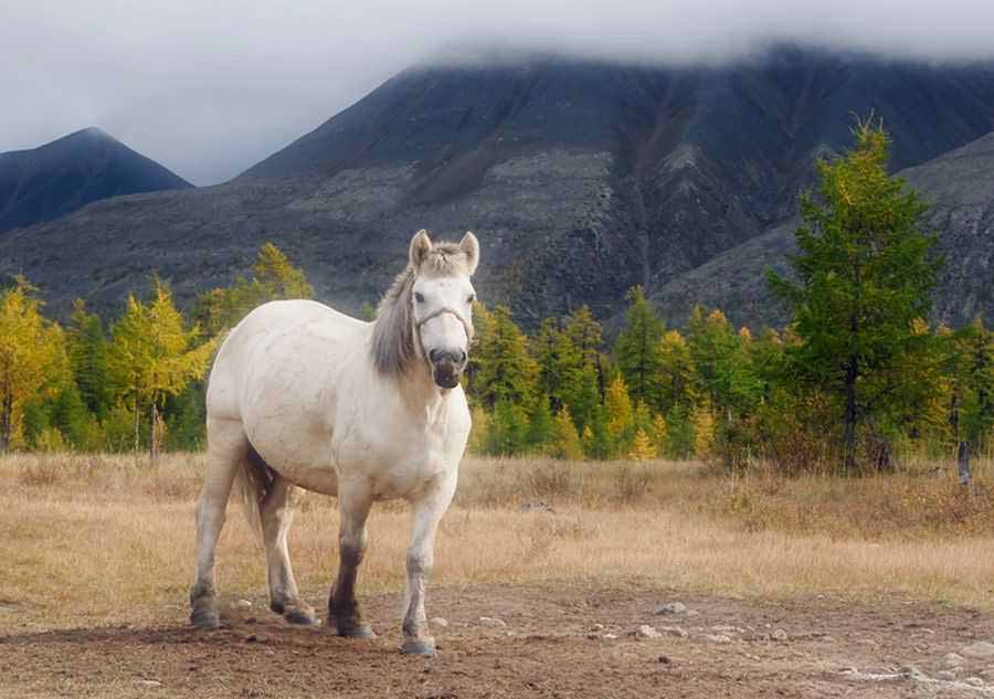 Образ белой лошади станет главной темой Ысыаха Туймаады – 2018