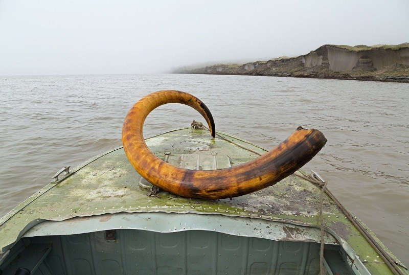 Двух незаконных добытчиков бивня мамонта задержали на Новосибирских островах