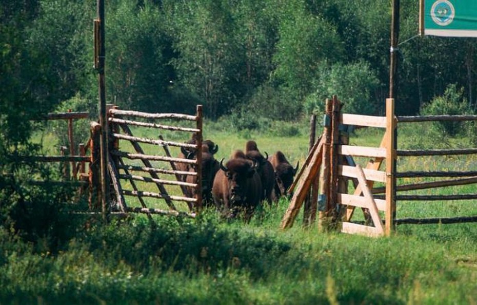 В дикую природу Якутии выпущена очередная партия лесных бизонов