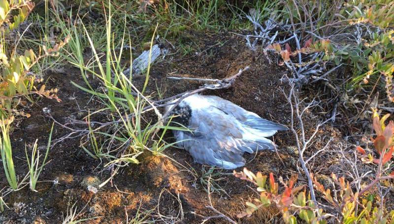Специалисты назвали причину массовой гибели птиц в Якутии