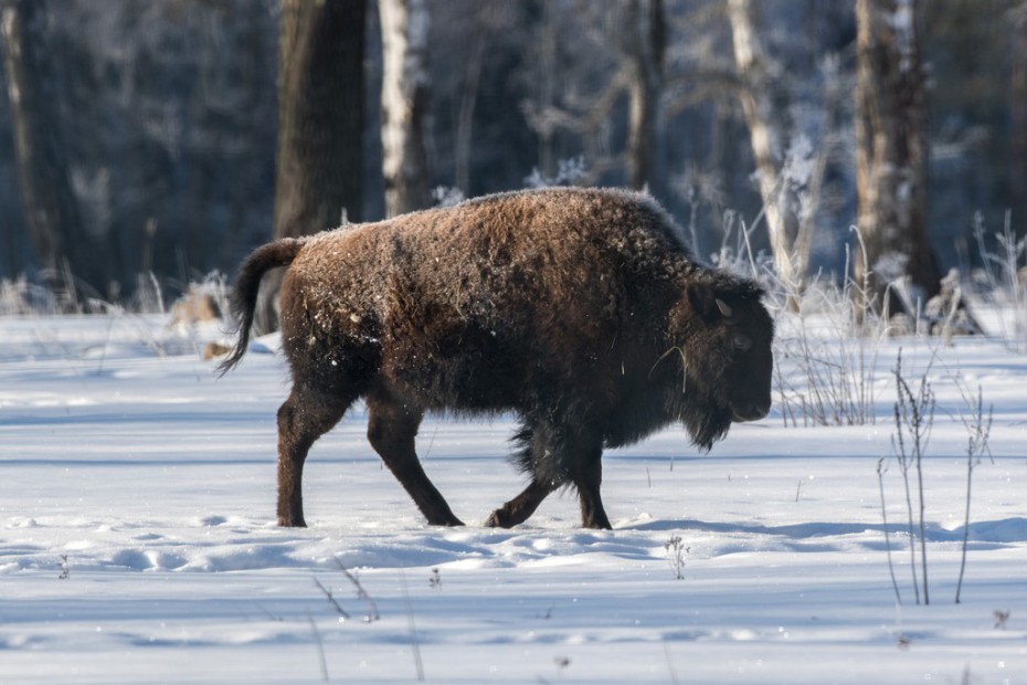 Айсен Николаев предложил внести бизона в список исчезающих животных