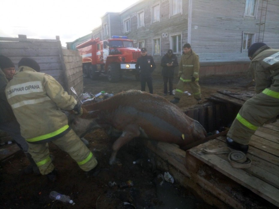В селе Сунтар пожарные вытащили корову из помойной ямы