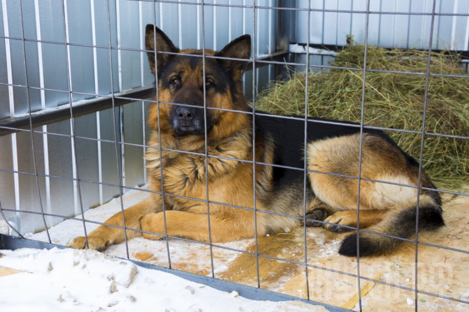 Три тысячи бездомных животных отловлено в Якутске за 10 месяцев