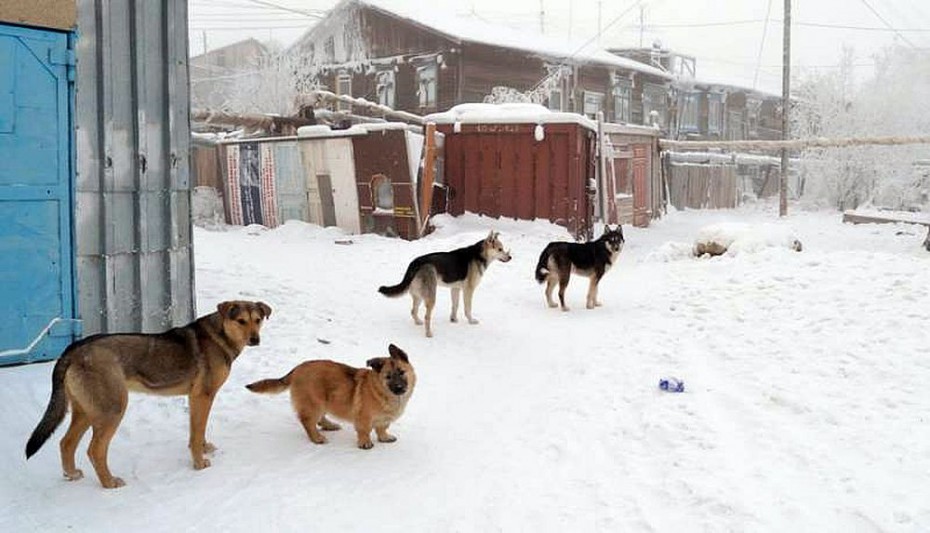 Почти четыре тысячи безнадзорных собак отловлено в Якутске