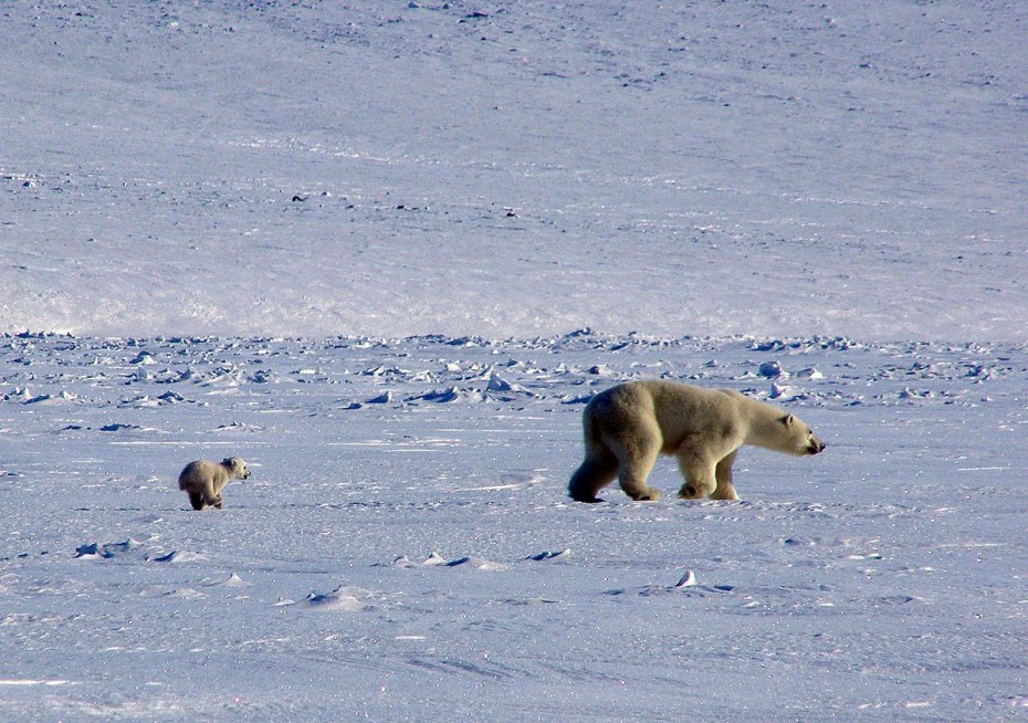 27 февраля – международный день полярного медведя