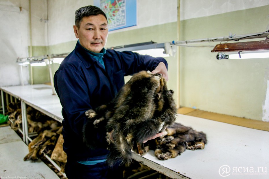 Якутия наращивает экспорт пушнины, пантов оленя и бивней мамонта