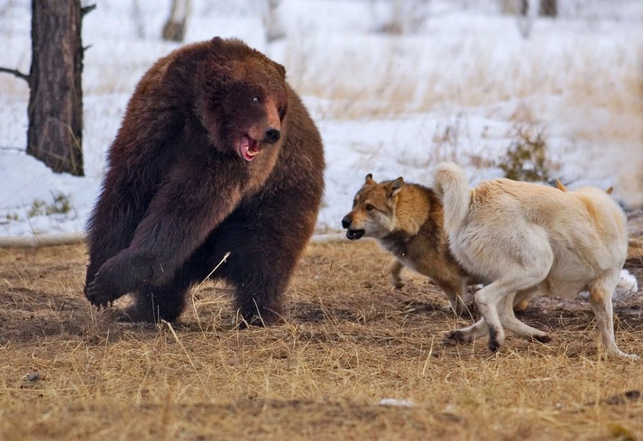 В Амгинском районе пресекли притравку собак по подсадному медведю