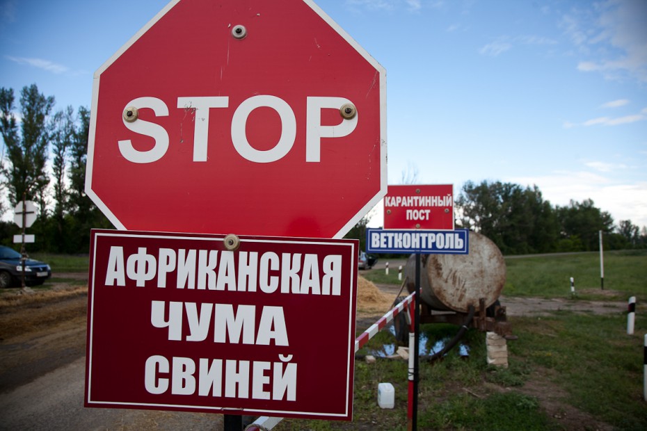 Управление Россельхознадзора по Якутии напоминает об угрозе заноса вируса африканской чумы свиней (АЧС)