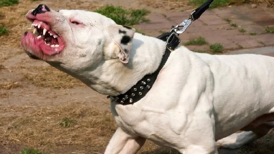 Официальный список потенциально опасных пород собак утвержден правительством России