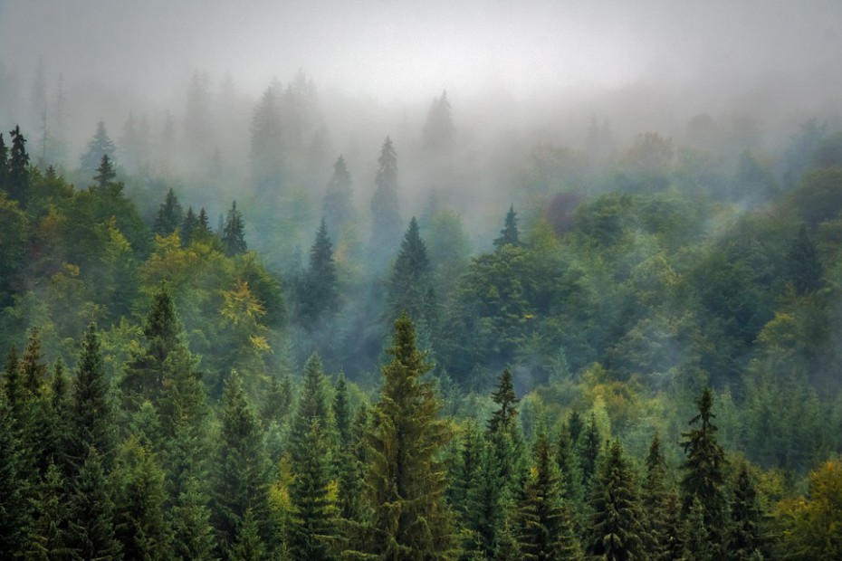 Площадь нетронутых лесов в России сокращается на 1,6 млн га в год