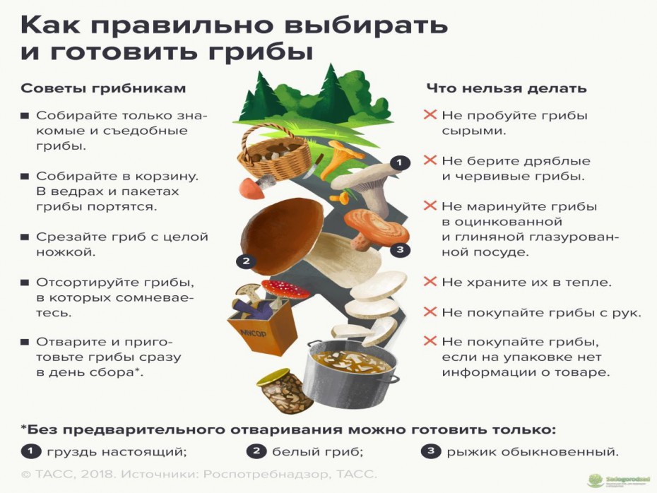 Рекомендации гражданам: Как собирать и готовить грибы?